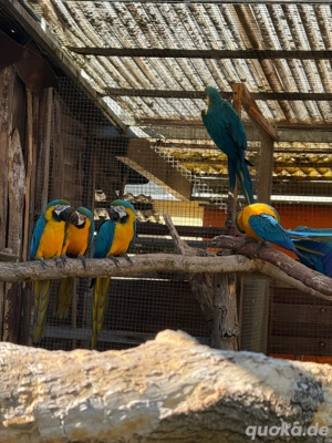 Gebbrustara Jungtiere 2025