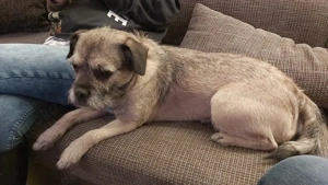 Michlings hündin sucht neues Zuhause 