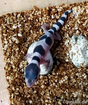 0.1 Leopardgecko  Bild 4