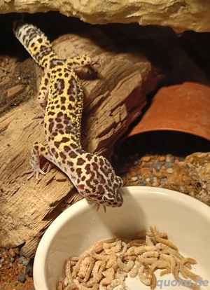 0.1 Leopardgecko  Bild 2