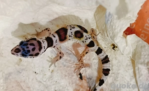 0.1 Leopardgecko  Bild 3