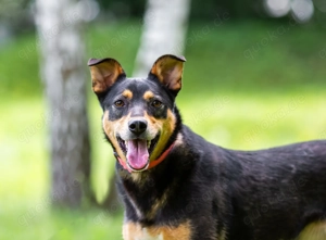 Ruhige Mulya sucht dich ...