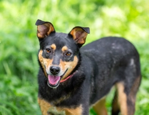 Mulya - dein sanfter Schatten mit neugierigen Augen