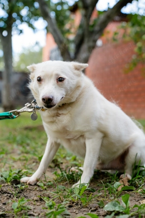 Kleiner weiße Kroki sucht liebevolle menschen