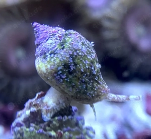 Meerwasser, Täubchenschnecke, Euplica sp., Salzwasser, Aquarium.