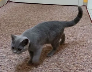 BKH-Blue Ticked M-Aramis