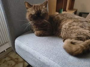 britische Kurzhaar Katze 