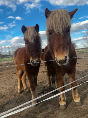 Bildhübscher 8 jähriger Fuchswallach sucht ein schönes neues Zuhause