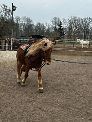 Bildhübscher 8 jähriger Fuchswallach sucht ein schönes neues Zuhause