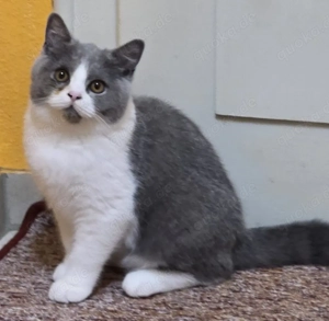 BKH - m-Blue-White Ticked-D'Artagnan