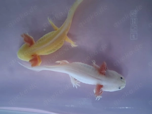Axolotl direkt vom Züchter. Bd-geprüft. Wasserpflanzen-Begleitfische.Versand Di.-Do. Bild 8