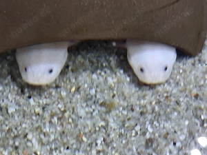 Axolotl direkt vom Züchter. Bd-geprüft. Wasserpflanzen-Begleitfische.Versand Di.-Do. Bild 7