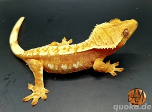 Kronengeckos zur Abgabe