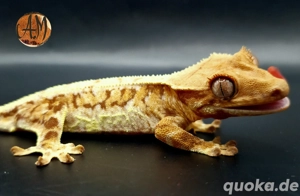 Kronengeckos zur Abgabe