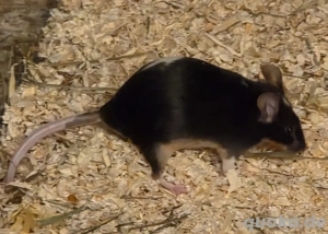 4 Farbmäuse Weiblich zu verschenken 