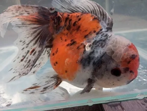 Oranda 16-18 cm Premium Jumbo Schleierschwanz super Goldfische 