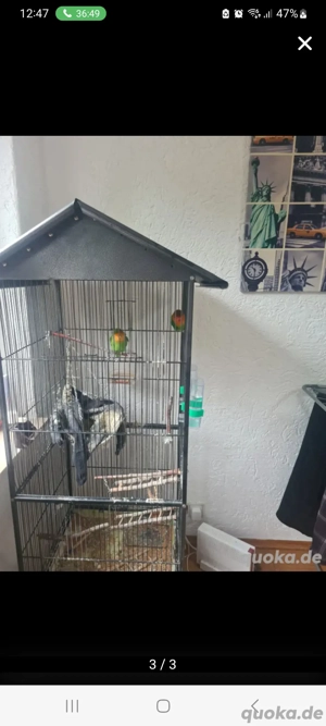 agapornide zu verkaufen 