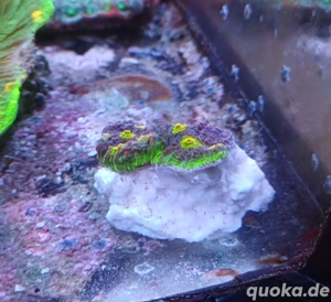 Chalice Alien Eye LPS