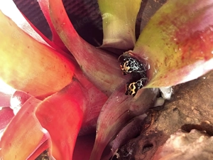 Ranitomeya Amazonica  Bild 2