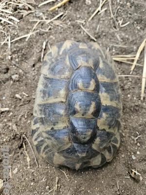 testudo graeca nabeulensis tunesische landschildkröten weibchen Bild 2 testudo graeca nabeulensis tunesische landschildkröten weibchen Bild 2