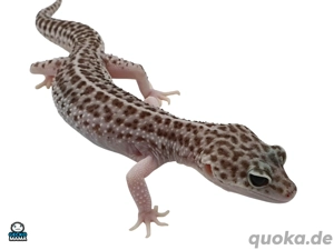 Mack Super Snow Leopardgecko Weibchen (ID: 123)