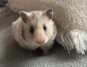 Hamster zu verkaufen 