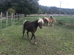 Classicpony Hengst, gekört