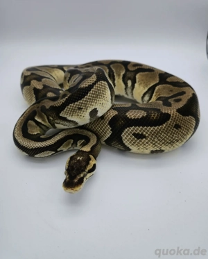 1.1 Pastel super stripe Piebald Projekt
