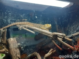bartagame mit terrarium abzugeben 