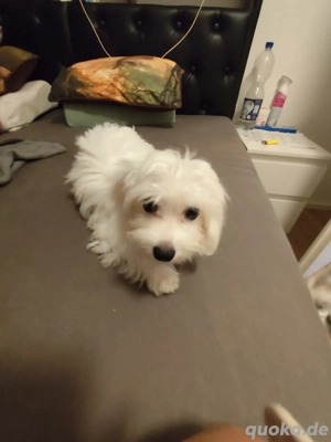 Bichon Malteser mini 