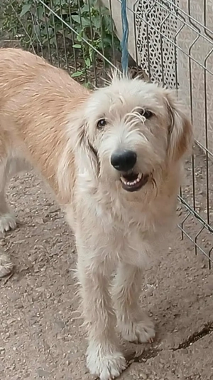 LUCA - ist bereit für Abenteuer (wartet in Rumänien)