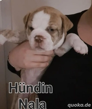 Old Englische Bulldogge 