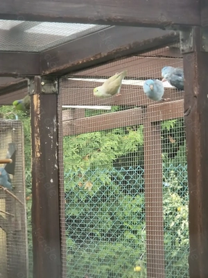 Blaugenick-Sperlingspapagei 