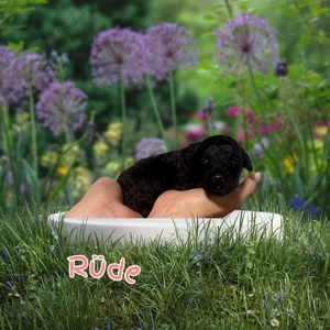 Mittelpudel aus qualitativer zucht mit Ahnentafel 