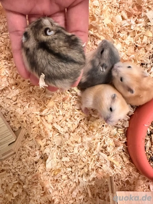 zwerghamster sucht neues zuhaus