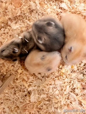 Hamster babys sucht neues zuhaus Geb. 01.09.2025
