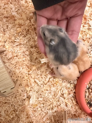 Hamster babys sucht neues zuhaus Geb. 01.09.2025 Bild 3