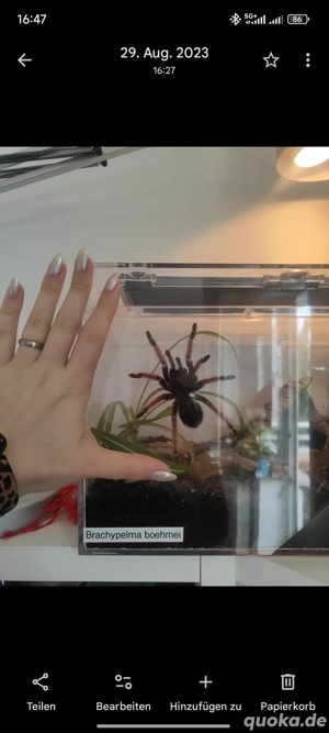 Brachypelma Boehmei Adult 0.1