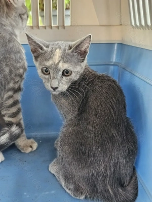 Kitten Katze Rhena Tierschutz