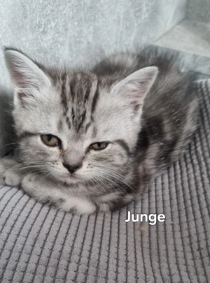 Katzenkinder geb am 21.07.2025