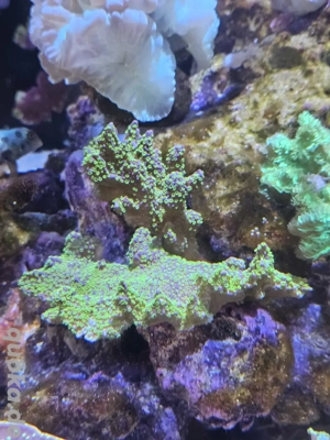 Montipora Koralle