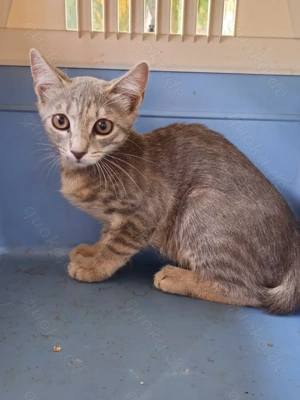 Kitten Katze Tierschutz Rina