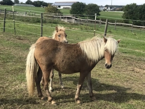 Classicpony Stute, bildhübsche Allrounderin
