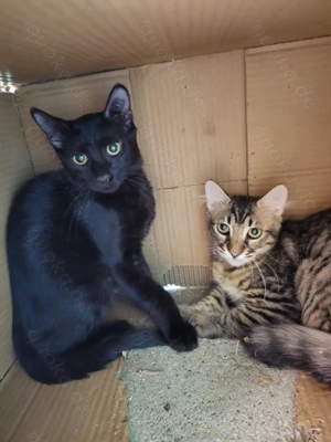 Katze Kater Tierschutz Ra & Anubis 6 Monate alt