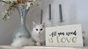 Maine Coon weiß Mädchen