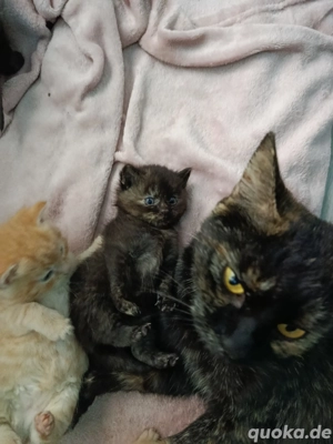 Katzen Zu Verschenken Heilbronn