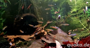 Paskai Blauauge Pseudomugil luminatus  Bild 3