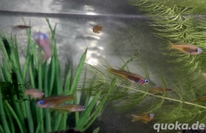 Paskai Blauauge Pseudomugil luminatus  Bild 4