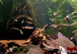 Paskai Blauauge Pseudomugil luminatus 