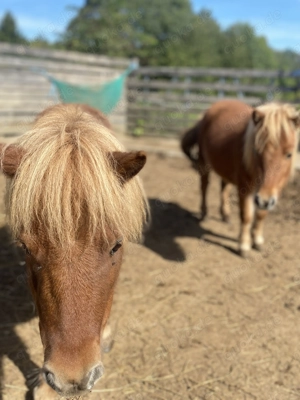 Doppeltes Lottchen, 2 Minishettie Stuten, Mutter und Tochter